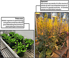 Figure 1: Two important plant hosts susceptible to clubroot: thale cress and rapeseed. Figure created with BioRender.