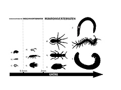 Abbildung 1: Beispiele für Bodeninvertebraten unterschiedlicher Größe.