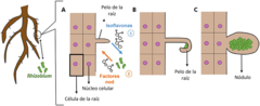 Figura 2: El efecto de las interacciones planta-Rhizobium en la estructura de la raíz.