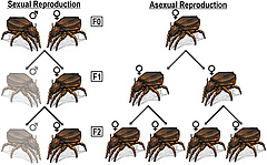 Figure 2: Predicted population growth for sexual and asexual populations. In this example, each female produces two offspring.