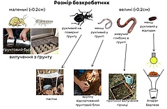 Рисунок 1: Методи відбору проб і вивчення безхребетних ґрунту.