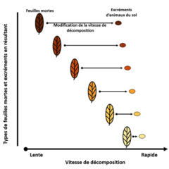 Figure 3 : En transformant les feuilles mortes en excréments, les animaux du sol influent sur la vitesse de décomposition de ces feuilles.