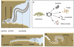 Figura 3: Os animais desenvolveram formas de lidar com a dificuldade de se alimentar no solo escuro.