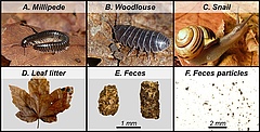 Irudia 1