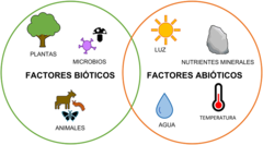 Figura 3: Factores bióticos y abióticos importantes que interactúan en el ambiente. Tienen un impacto en el crecimiento de las plantas y pueden afectar la comunicación química entre las plantas y los microbios del suelo. El ícono de hongo es de Flat