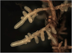 Figura 1: El fong ectomicorrízic Lactarius camphoratus, formant una funda blanca al voltant de les arrels d'un roure (Crèdit fotogràfic: Laura Martinez-Suz).