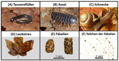 Abbildung 1: (A–C) Beispiele für Bodentiere, die tote Blätter essen und sie in Fäkalien umwandeln. (D) Beispiel für tote Blätter, welche diese Tiere essen können. (E) Beispiele für Fäkalien von Tieren, die tote Blätter essen. (F) Die Fäkalien