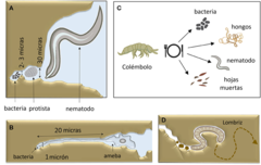 Figura 3: Los animales han desarrollado formas de lidiar con la dificultad de alimentarse en el suelo oscuro.