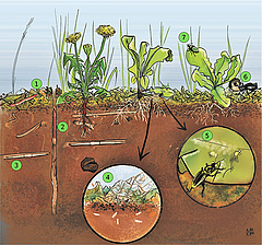 Figura 3: Organismes del sòl en acció. (1) Cucs de terra vivint i alimentant-se de fulles mortes. (2) Cucs de terra arribant a la superfície del sòl a través del seu llarg i profund túnel. (3) Cucs de terra vivint al sòl i excavant molts túnels. (