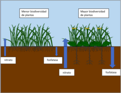 Figura 1: La complementariedad entre los sistemas de raíces en los sistemas de suelo bajo una mayor biodiversidad conduce a un reciclaje de nutrientes más eficiente.