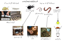 شکل نمبر : 1  زمین میں موجود بغیر ریڑھ کی ہڈی والے جانوروں کے نمونے اور مطالعہ