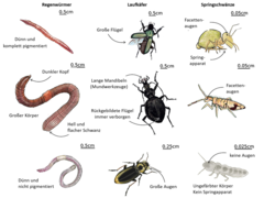 Abbildung 2: Morphologische Unterschiede zwischen neun Arten wirbelloser Bodentiere aus drei Gruppen: Regenwürmer, Laufkäfer und Springschwänze. (Zeichnungen: www.lesbullesdemo.fr)