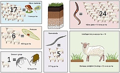 Slika 1: Težina zemljišnih životinja po hektaru (ha), u odnosu na težinu ovaca. Odrasla ovca teži oko 60 kg [1].