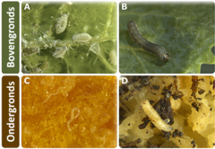 Figuur 1: Voorbeelden van bovengrondse en ondergrondse planteneters.