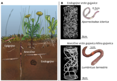 Slika 1: (A) tri glavne skupine gujavica, epigejne, anecične i endogejne. Izvor ilustracija: https://www.lesbullesdemo.fr/ . (B) 3D rekonstrukcija rendgena sustava tunela endogejne vrste gujavice (Aporrectodea icterica) i anecične vrste gujavica kišna