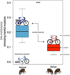 Figure 3: Asexual oribatid mites get rid of slightly harmful mutations even more effectively than sexual oribatid mites [1].