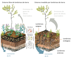 Figura 2: Imagen de como las lombrices de tierra invasoras alteran los ecosistemas que estaban libres de lombrices.