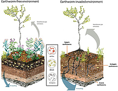 Figura 2: Il·lustració de com els cucs de terra invasors alteren els ecosistemes prèviament lliures de cucs de terra.