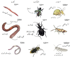 شکل نمبر 2  : زمینی بغیر ریڑھ کی ہڈی والے جاندار: کیچوے، زمینی کیڑے اور جست دمہ کی نو اقسام کے درمیان ظاہری خواص کا فرق.
