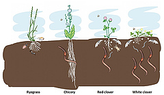 Figura 2: Diferències en el nombre d'animals del sòl sota les plantes de farratge de raigràs (“Ryegrass” en anglès), xicoira (“Chicory”), trèvol de part (“Red clover”) i trevolet (“White clover”). El raigràs tenia més animals del s?