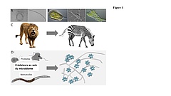 Figure 1 : Aperçu de l'aspect des nématodes (A) et des protistes (B) au microscope. Comme les lions (C), prédateurs bien connus de la savane, les prédateurs du microbiome (D) jouent un rôle essentiel dans le sol. Les protistes et nématodes se nourri