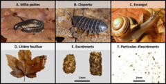 Figure 1 : (A à C) Exemples d’animaux du sol qui mangent des feuilles mortes et les transforment en excréments. (D) Exemple de feuille morte que ces animaux peuvent manger. (E) Exemples d’excréments d’animaux mangeant des feuilles mortes. (F) Les