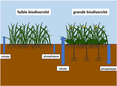 Figure 1 : La complémentarité entre les systèmes racinaires dans le sol dans le cas d’une biodiversité élevée conduit à un recyclage plus efficace des nutriments.
