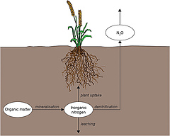 Figura 3: El nitrogen es transforma a través de les xarxes tròfiques del sòl perquè pugui moure's a través de les plantes, l'aigua o l'aire.