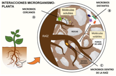 Figura 1: Interacciones planta- microbio en la rizosfera.