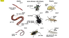 चित्र २: तीनवटा समूहहरू: गँड्यौला, ग्राउन्ड बीटल र स्प्रिङटेलहरुमा पर्ने हाड नभएका (इन्भर्टेब्र??