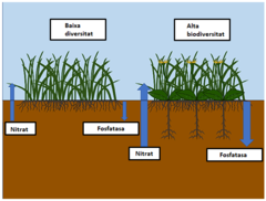 Figura 1: La complementarietat entre els sistemes radiculars present en un sòl amb una major biodiversitat porta a un cicle de nutrients més eficient.