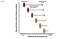 Figura 3: En transformar les fulles mortes en femtes, els animals del sòl afecten la velocitat a la qual es descomponen les fulles mortes.