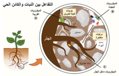 الشكل 1: الصورة توضح ثلاثة أنواع من التفاعلات: (A) التفاعلات بين النباتات والميكروبات التي تعيش على سطح الجذور أو بالقرب منها، باستخدام الجزي?
