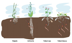 Figura 2: Diferencias en el número de animales que habitan el suelo debajo de plantas forrajeras de raigrás, achicoria, trébol rojo y trébol blanco.