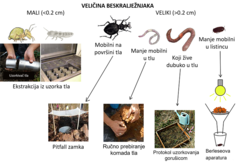 Slika 1: Metode uzorkovanja i proučavanja beskralješnjaka tla. Mali organizmi se izdvajaju iz malog uzorka tla sušenjem tla i prikupljanjem jedinki koje ispadnu iz uzorka. Veliki, brzokrećući organizmi koji žive u lišću skupljaju se kada padnu u z