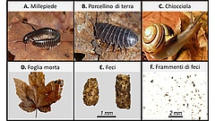 Figura 1: (A–C) Esempi di animali del suolo che si nutrono di foglie morte e le trasformano in escrementi. (D) Esempio di foglie morte di cui questi animali possono nutrirsi. (E) Esempi di escrementi prodotti dagli animali che mangiano foglie morte. (F)