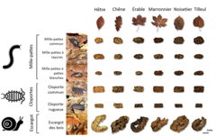 Figure 2 : Excréments récupérés et produits par six animaux du sol différents se nourrissant de six types de feuilles mortes distincts.