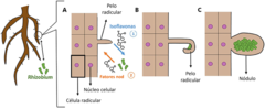 Figura 2: Os efeitos das interações entre planta-Rhizobium na estrutura da raiz.