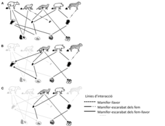 Figura 3: Interaccions simplificades entre mamífers, escarabats dels fems i llavors en (A) un ecosistema no alterat, (B) un ecosistema moderadament alterat o fragmentat, i (C) un ecosistema fortament alterat o fragmentat. La pèrdua d'espècies i interac