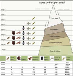Figura 3: Distribución de invertebrados típicos de suelos, en distintas zonas de altitud en los Alpes de Europa central.