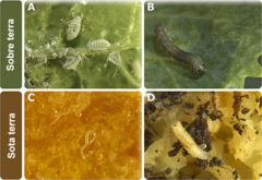 Figura 1: Exemples d'herbívors de sobre terra i subterranis.