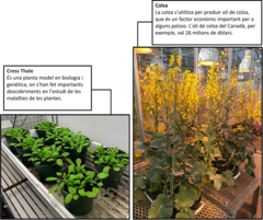 Figura 1: Dos hostes vegetals importants susceptibles a l’hèrnia de la col: Arabidopsis thaliana i colza. Figura creada amb BioRender.