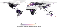 Figura 2 – Número de especies de lombrices de tierra en el mundo, creado utilizando nuestro modelo. En total, 180 investigadores brindaron datos de más de 9000 estudios. Estos datos se combinaron con datos ambientales, como el pH, para que pudiéramos