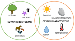 Rycina 3: Najważniejsze czynniki biotyczne i abiotyczne oddziałujące na siebie w środowisku naturalnym.