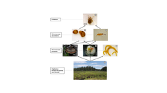 Figure 1 : Exemple de réseau alimentaire simplifié dans le sol