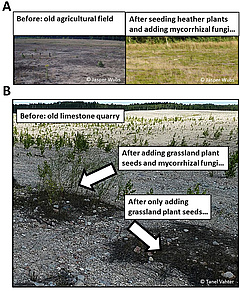 Figure 2: Examples of results of ecosystem restoration projects using mycorrhizal fungi.