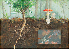 Figura 2: El conegut fong tòxic anomenat reig vermell (Amanita muscaria) pot formar una associació micorrízica amb diversos tipus d'arbres, incloent-hi els pins, com es mostra aquí (Crèdit d'imatge: Angela Mele).
