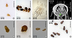 Figura 1: Exemplos de ácaros oribatídeos, com seus nomes científicos.