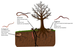 Figuur 1: Er zijn drie hoofdtypen regenwormen, ook wel ecotypes genoemd: endogeïsche, aneciesch en epigeïsche.