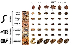 Figura 2: Excrementos colectados de seis diferentes animales del suelo que fueron alimentados con seis tipos diferentes de hojas muertas. Los excrementos están dibujados a escala, pero no las hojas y los animales. Se puede observar que el color de los ex